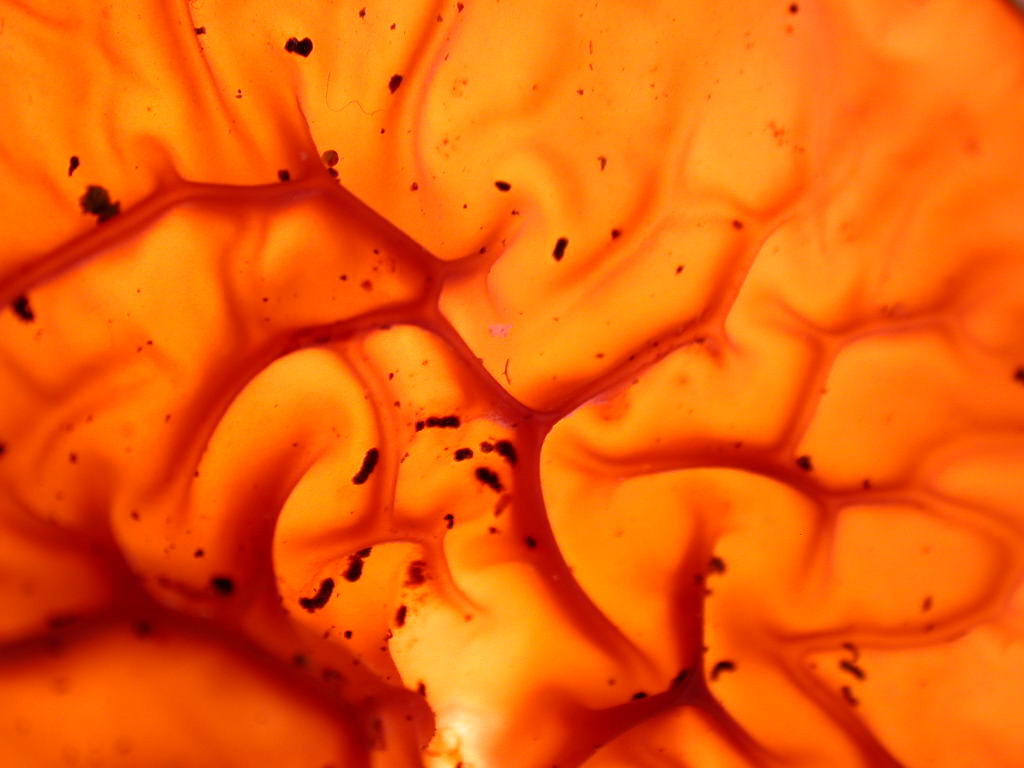 Nel fuoco del inferno... Quiz